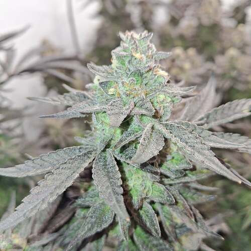 Growreport Bild 29