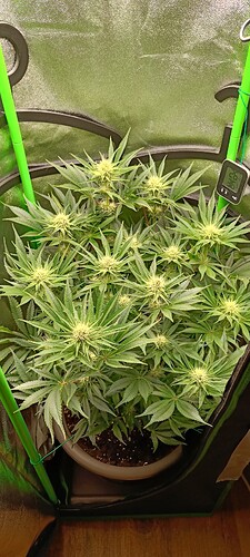 Growreport Bild 2