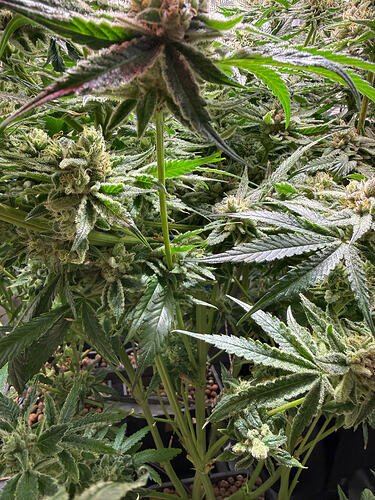 Growreport Bild 37