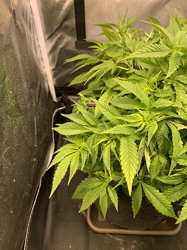 Growreport Bild 2