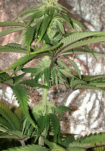 Growreport Bild 3
