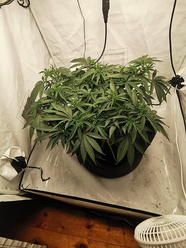 Growreport Bild 6