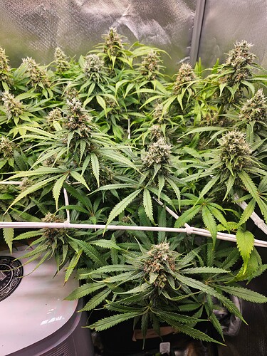 Growreport Bild 1