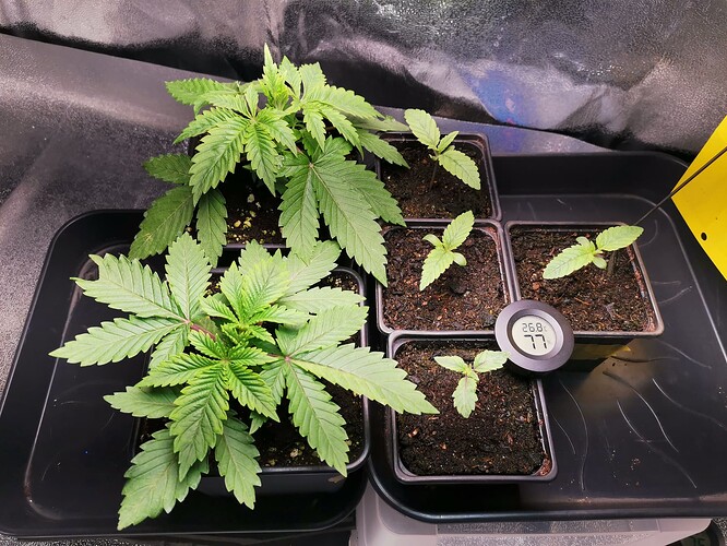 3ter Versuch, grow (2)