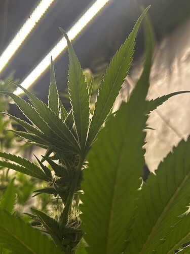 Growreport Bild 41