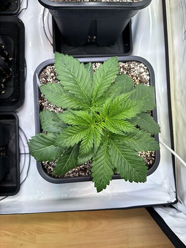 Growreport Bild 25