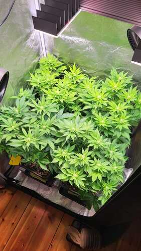 64 - lolipopping -alle