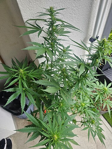 Growreport Bild 27