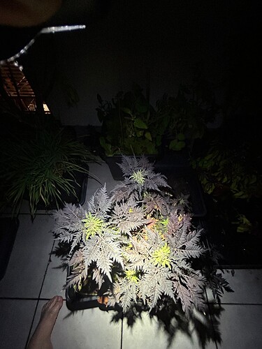 Growreport Bild 11