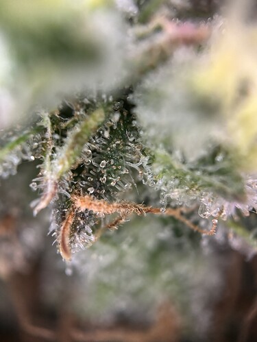 Growreport Bild 70