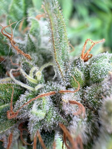 Growreport Bild 19