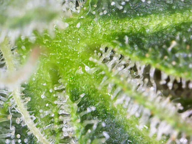 Image_2024-07-15 11_09_52_336