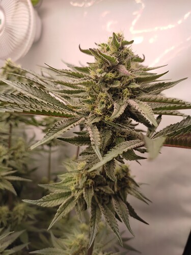 Growreport Bild 13