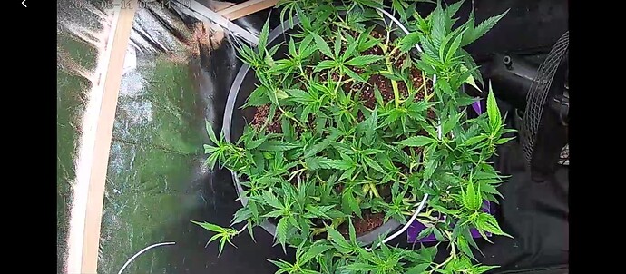 Screenshot_20250514_064425_YI IoT