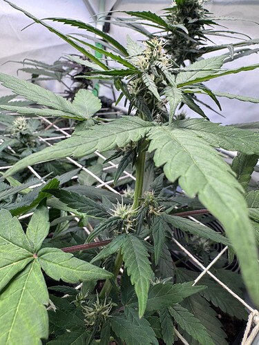 Growreport Bild 21