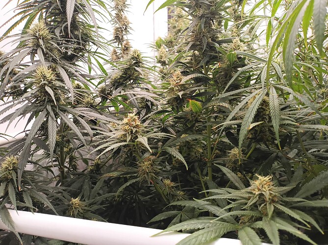 Growreport Bild 1
