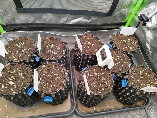 Mehrere kleine Cannabis-Keimlinge in Air-Pot-Töpfen, die auf einer Anzuchtschale stehen. Ein digitales Thermometer zeigt die Temperatur an.