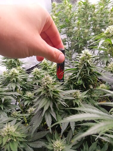 Growreport Bild 4