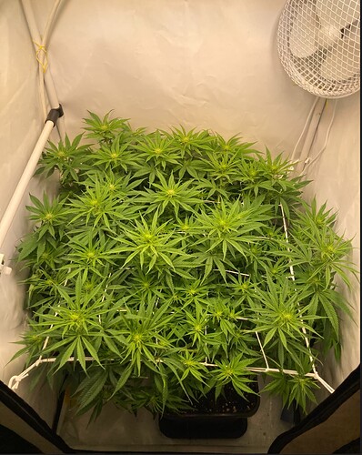 Growreport Bild 7