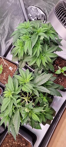 Growreport Bild 3