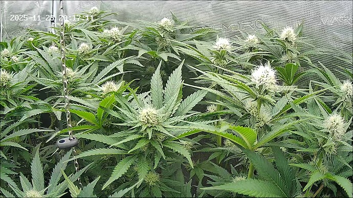 Growreport Bild 40