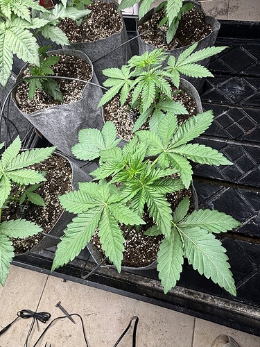Growreport Bild 6