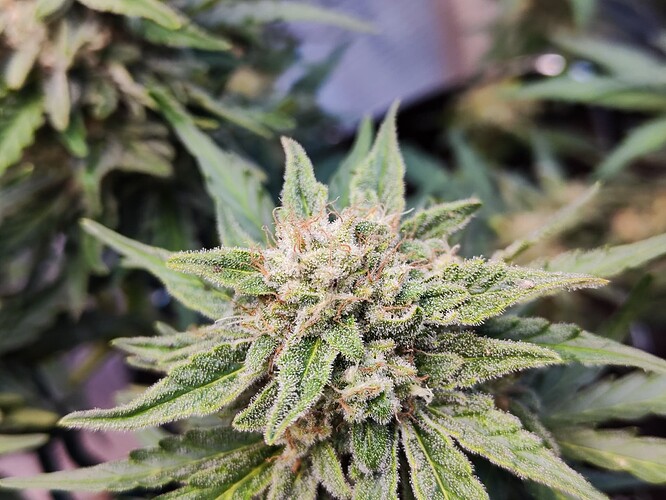 Growreport Bild 6