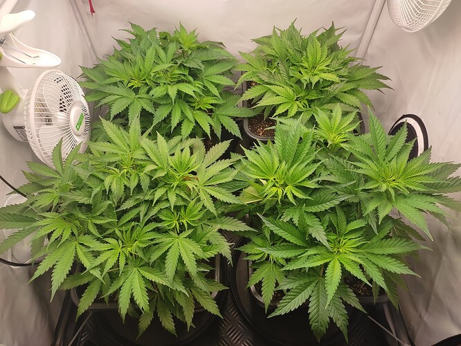Growreport Bild 2