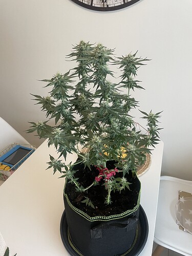 Growreport Bild 8