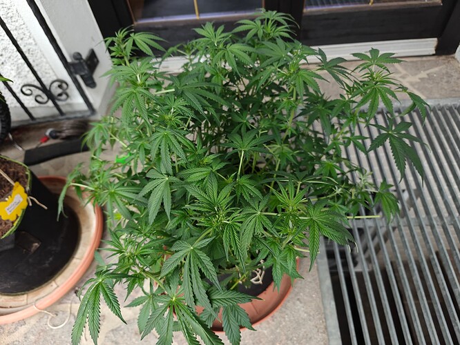 Growreport Bild 8