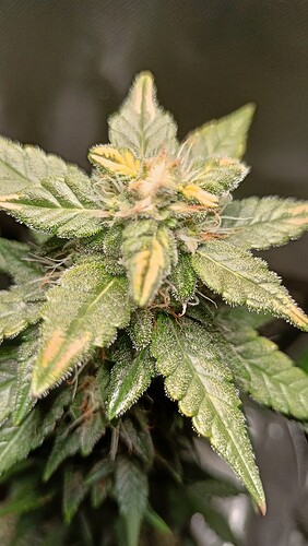 Growreport Bild 2