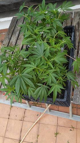Growreport Bild 6