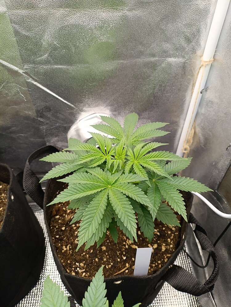 Es wird leichter, zweiter Grow