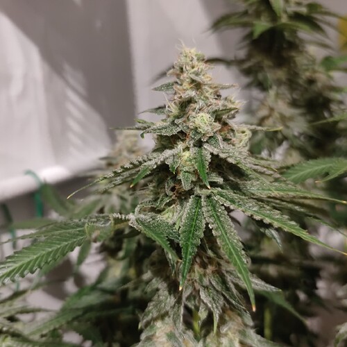 Growreport Bild 6