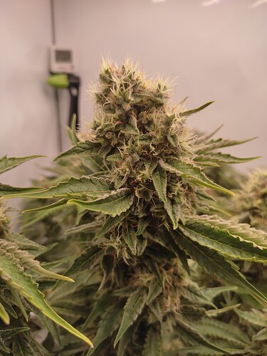 Growreport Bild 37