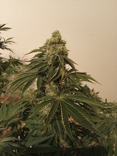 Growreport Bild 9