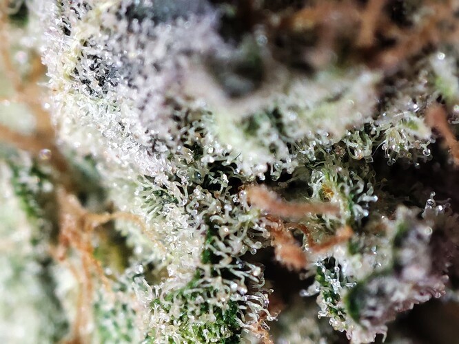 Growreport Bild 59