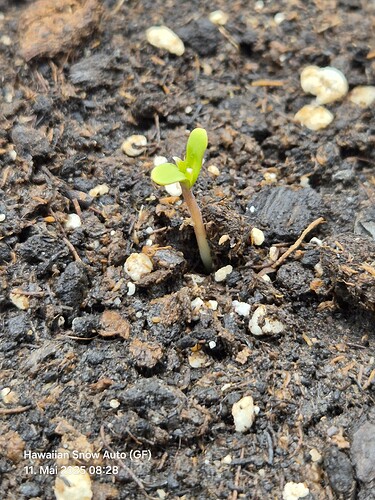 Hawaiian Snow Auto (Ganja Farmer) (2)