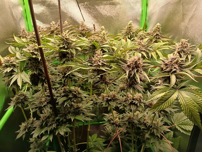 Growreport Bild 24