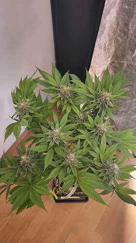 Eine blühende Cannabispflanze in einem Topf, von oben fotografiert.