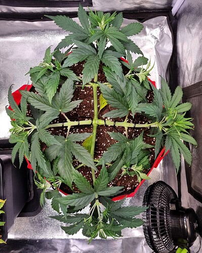 Growreport Bild 28