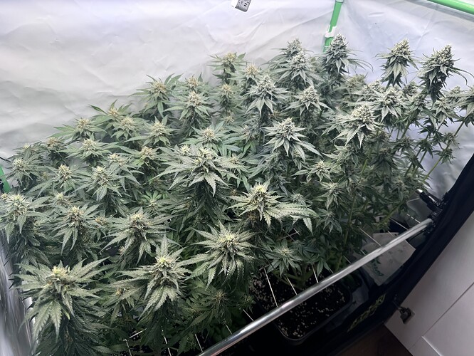 Growreport Bild 12