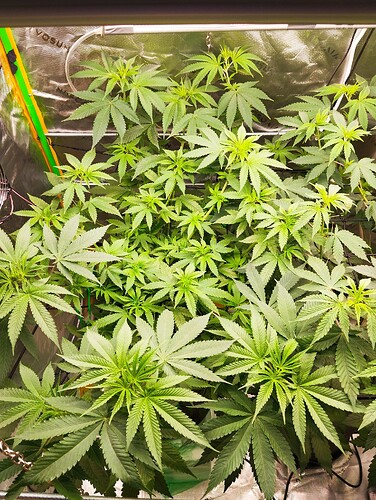 Growreport Bild 7