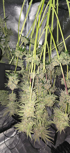 Growreport Bild 31