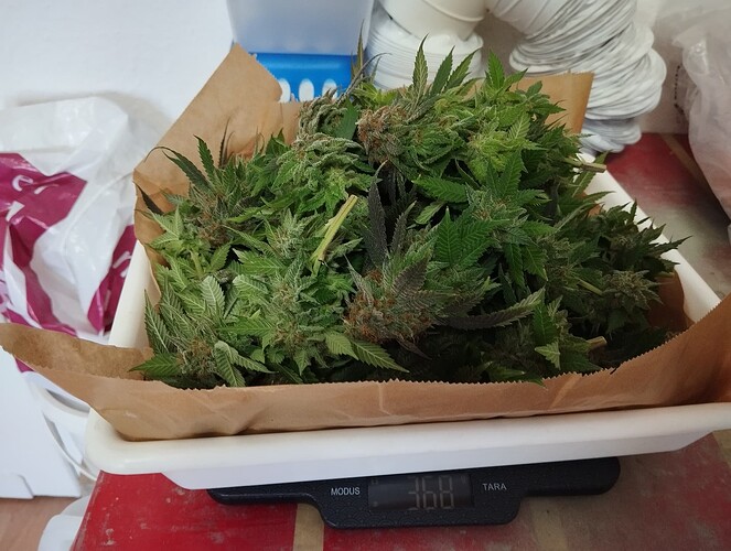 Growreport Bild 24