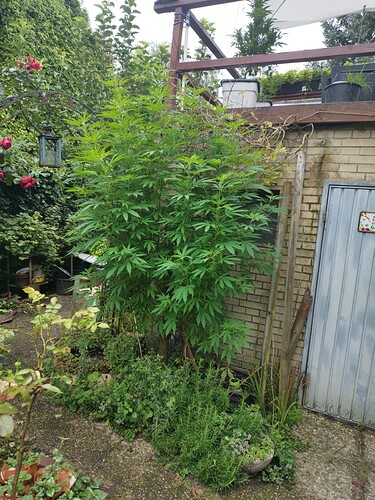 Growreport Bild 6