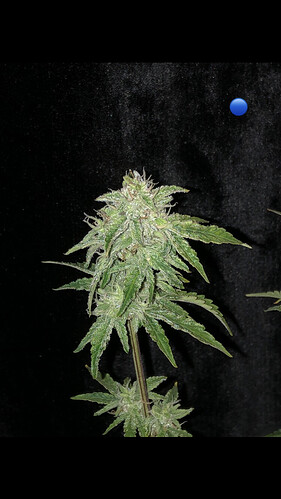 Growreport Bild 15
