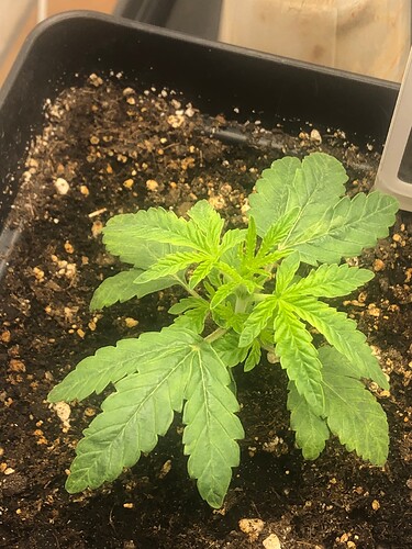Growreport Bild 4