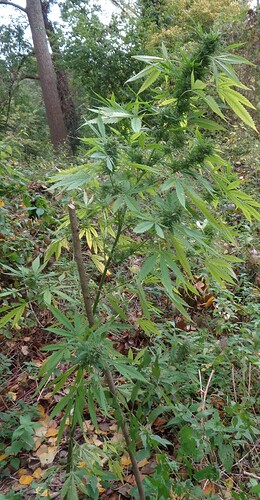 Dubai Poison