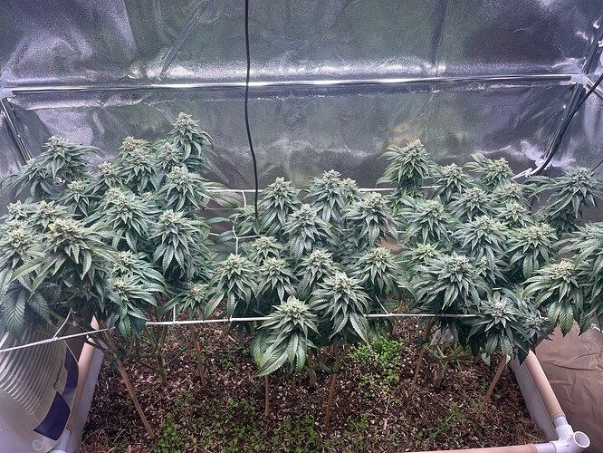 Growreport Bild 2